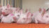 Studies show resulting litters may have lower birth weights, growth problems and poor quality meat if sows are stressed during gestation. | File photo
