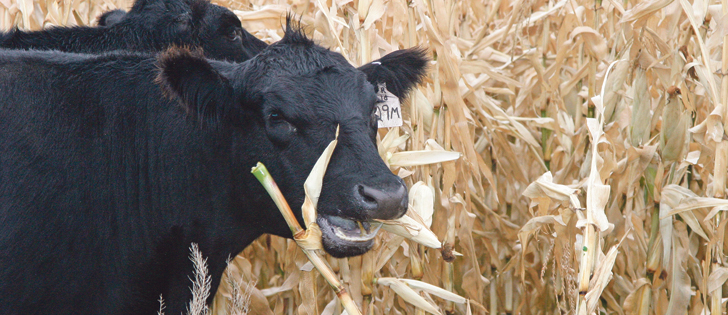 Soil scientist says”negative impacts are unlikely to occur” if cattle grazing is done properly.  |  File photo