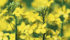 Canola dominates the prairie crop mix, but future growth could depend on developing specialty oils. Expanding soy acres presents competition. | File photo