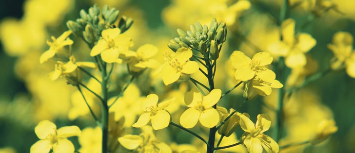 Canola dominates the prairie crop mix, but future growth could depend on developing specialty oils. Expanding soy acres presents competition.  |  File photo