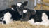 An American cattle genetics company has become much more sophisticated in how it uses genomics analysis to select its top bulls from calves like these from a 2011 file photo. | File photo