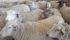 Sheep at
J and M Farms near Lethbridge wait patiently to be sheared. | Barb Glen photo