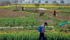 As China’s population rapidly urbanizes and demands safe, quality food, the government is pushing a reorganization of agriculture toward larger operations and moving livestock away from cities. | Reuters photo
