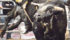 Researchers recently watched rodeo animals for signs of stress before, during and after performances. | File photo