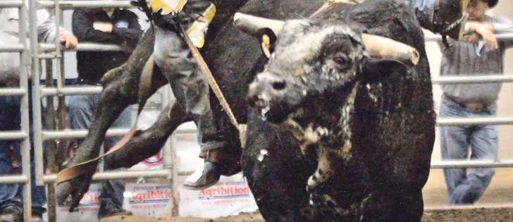 Researchers recently watched rodeo animals for signs of stress before, during and after performances.  |  File photo