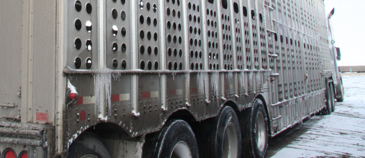 Canadian livestock producers say shorter transportation times and rest stops could actually be worse for animals in transit.  | File photo