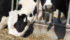 Maxime Bernier is calling for the abolition of the supply management system after a new levy on dairy products builds enough funds to reimburse farmers for the investment they have made in quota.
| File photo