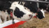 Canada US trade relations souring as American politicians threaten the stability that NAFTA brought to North American cross border industries. Dairy is a hot button issue, along with softwood lumber. | Michael Raine photo