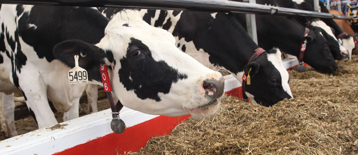 Canadian dairy farmers say they won’t be cowed by criticism from other countries — or other Canadians — about their supply managed system.  | File photo