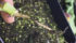 Pycnidia, or black specks on lesions, is a key way to diagnose blackleg early in the growing season. Another distinguishing feature of blackleg is it causes the root to dry out, so the root has a ‘woody’ appearance. | Photo courtesy the Canola Council of Canada