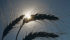 A hot, dry summer across Ukraine along with damage from spring frosts could reduce production and spark a price rally
| Reuters/Valentyn Ogirenko photo
