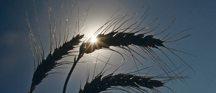 A hot, dry summer across Ukraine along with damage from spring frosts could reduce production and spark a price rally
|  Reuters/Valentyn Ogirenko photo 