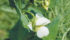 The Canadian pea forecast is pegged at 20 percent lower than last year and U.S. estimates are 17 percent lower. | File photo