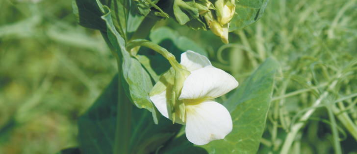 The Canadian pea forecast is pegged at 20 percent lower than last year and U.S. estimates are 17 percent lower.  |  File photo