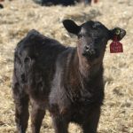 A calf with a red tag in its ear stares at the camera standing in straw in an outdoor pen on a sunny day.