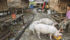 China’s hog production faltered while it transitioned from backyard production to modern barns but is catching up with demand and the country might need less pork imports in 2018. | Reuters photo