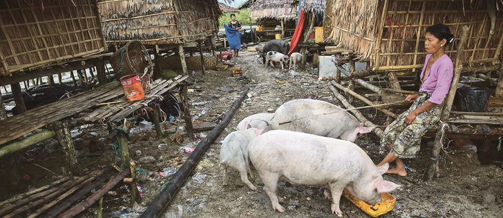 China’s hog production faltered while it transitioned from backyard production to modern barns but is catching up with demand and the country might need less pork imports in 2018.  |  Reuters photo