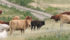 The community pasture program protected native grasslands and species at risk, increased biodiversity and carbon storage capabilities, all of which could be lost if pastures are privatized. | File photo