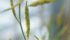 Delays in regulatory approval in Canada and the United States have held back expansion of carinata, but Agrisoma is now hoping to contract and promote the oilseed. | File photo