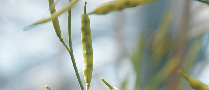 Delays in regulatory approval in Canada and the United States have held back expansion of carinata, but Agrisoma is now hoping to contract and promote the oilseed.  |  File photo