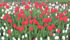 Plan to plant Dutch-Canadian Friendship tulips next fall. | Lorna McIlroy photo