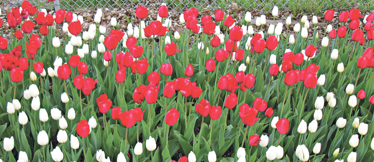 Plan to plant Dutch-Canadian Friendship tulips next fall. | Lorna McIlroy photo