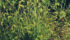 Foxtail is the most common weed found in both conventional and organic farming systems. | File photo