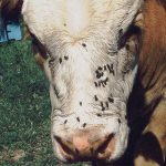 A close-up of a cow's face on a sunny day showing many black flies all over it.