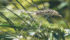 Discovering resistance to fungicides is not as easy as it is for herbicide resistant weeds. No testing is done by producers and surviving fungal-affected plants don’t generally stick out in a field as well as weeds that are herbicide resistant. | File photo