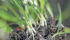 Wild oats, formally known as avena fatua, cost farmers an estimated $500 million dollars a year, and despite a wide range of tools to control the pest, some of the best are the old-school ones. | File photo