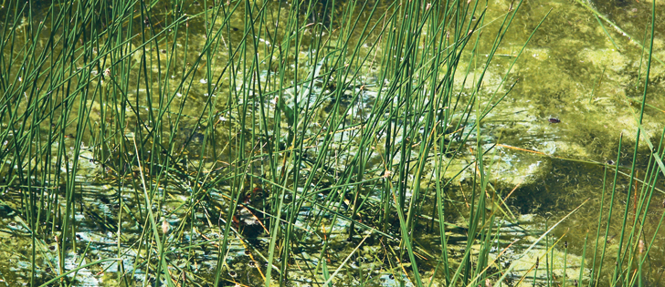 Thirty-two Blue-green algae warnings were issued for recreational lakes in 2016. | File photo