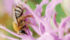 This pollinator, feeding upon bergamot, is among the more than 850 Canadian bee species. | Jeffrey Carter photo