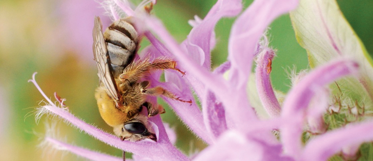 This pollinator, feeding upon bergamot, is among the more than 850 Canadian bee species. | Jeffrey Carter photo