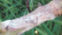 Sclerotinia hit records in all three prairie provinces last year so growers are advised to scout fields and apply fungicide if necessary. | Canola Council of Canada photo