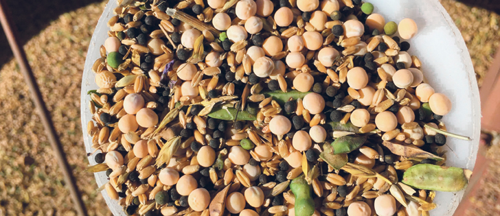 Intercropping has its proponents and in some cases has shown to be effective at improving returns. However, the additional logistics, lack of crop insurance coverage and challenges with herbicides create barriers to adoption by most producers.  |  Ryan Boyd photo