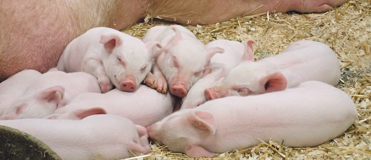 Clostridium difficile is associated in farm animals with variably severe diarrhea, particularly in young animals, including piglets.
|  Barb Glen photo