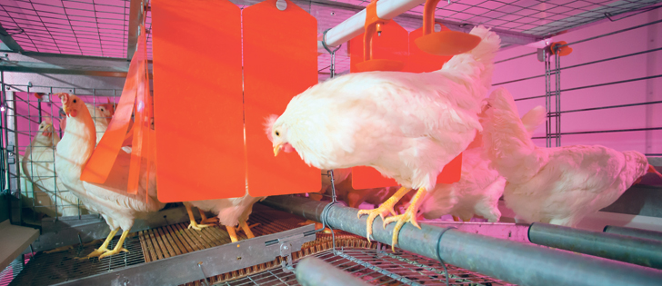 Researchers found hens laid more eggs when the nesting area was partitioned with a curtain.  |  Big Dutchman Inc. photo