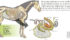 Don’t horse around with equine diets