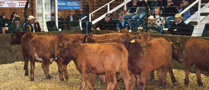 Auction markets are ground zero for a disease outbreak and must play a major role in disaster planning.
|  File photo