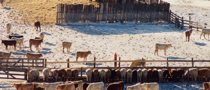 In the region colloquially known as feedlot alley, about 85 percent of the new tax burden rests on the shoulders of feedlot operators.  | File photo