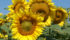 Soybeans will set another acreage record and sunflowers will possibly hit the second lowest level ever in Manitoba. | File photo