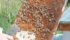 In a paper published in the Journal of Economic Entomology, University of Tennessee scientists found that bees that foraged on farmland thrived, and bees that foraged on non-farmland struggled. | File photo