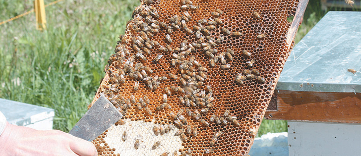 In a paper published in the Journal of Economic Entomology, University of Tennessee scientists found that bees that foraged on farmland thrived, and bees that foraged on non-farmland struggled. | File photo