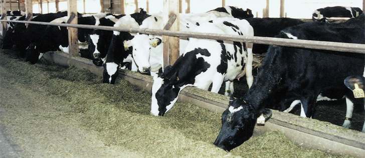 Why American dairy farmers might want to think twice about killing supply management in Canada (Part III of III)