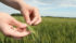 U.S. flour millers scramble for high-protein wheat on quality fears