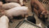 All of Canada’s federally inspected packing plants refuse to take ractopamine-treated pigs and virtually no producers still use it.
What happened?
| File photo
