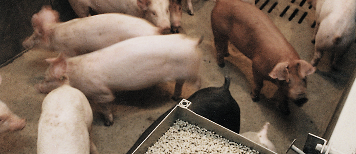 All of Canada’s federally inspected packing plants refuse to take ractopamine-treated pigs and virtually no producers still use it.  What happened?  | File photo
