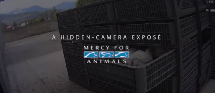 The B.C SPCA is investigating the matter with intent to lay charges against the workers and Elite Farm Services under the Criminal Code and the Prevention of Cruelty to Animals Act. | Screencap via YouTube/Mercy For Animals