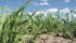 With new crop prices near $7.50 per bushel, millers might be near the limit they are willing to pay. | File photo