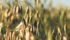 More oats are being grown under contract, making cash markets opaque and the futures market irrelevant. | File photo